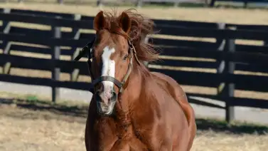 Muere a los 31 años ejemplar que ganó varios clásicos de grado en Estados Unidos Muere a los 31 años ejemplar que ganó varios clásicos de grado en Estados Unidos