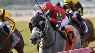 El potro de Florida que montará Jaramillo en Inglaterra llegó a Londres El potro de Florida que montará Jaramillo en Inglaterra llegó a Londres