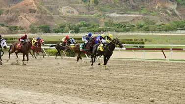 Así es el ajuste de este caballo que gusta mucho para repetir en las carreras no válidas Así es el ajuste de este caballo que gusta mucho para repetir en las carreras no válidas
