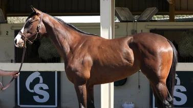 Potra que costó $1.800.000 debuta de forma impresionante en este hipódromo de Estados Unidos