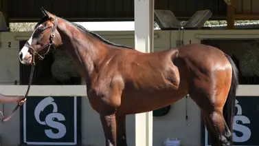 Potra que costó $1.800.000 debuta de forma impresionante en este hipódromo de Estados Unidos Potra que costó $1.800.000 debuta de forma impresionante en este hipódromo de Estados Unidos