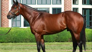 Hermano completo de Fierceness debuta y gana con tiempo récord en Estados Unidos Hermano completo de Fierceness debuta y gana con tiempo récord en Estados Unidos