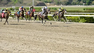 Hijo del semental que dio ganador en el Clásico José Antonio Páez reaparece este domingo en La Rinconada
