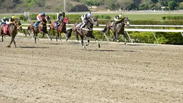Hijo del semental que dio ganador en el Clásico José Antonio Páez reaparece este domingo en La Rinconada Hijo del semental que dio ganador en el Clásico José Antonio Páez reaparece este domingo en La Rinconada