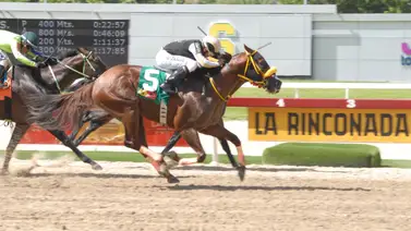 Importante Stud de La Rinconada pone a la venta varios de sus ejemplares Importante Stud de La Rinconada pone a la venta varios de sus ejemplares