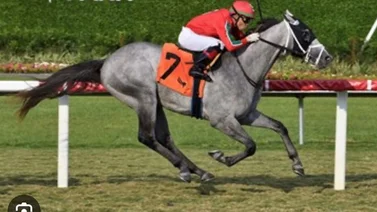 Primer ejemplar con jockey entrenador y propietario venezolanos que logra figuración en Royal Ascot