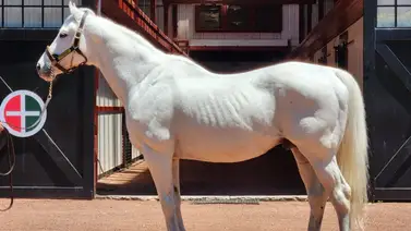 Hija de Tapit que costó $1.100.000 debuta esta semana en Estados Unidos Hija de Tapit que costó $1.100.000 debuta esta semana en Estados Unidos