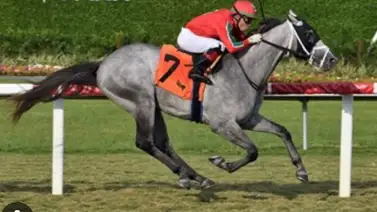 Conoce cuánto costó Gabaldon en la subasta de Ocala en el 2023 (+Video) Conoce cuánto costó Gabaldon en la subasta de Ocala en el 2023 (+Video)