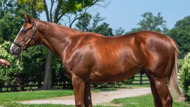 Potra que costó $1.500.000 debuta en este hipódromo de Estados Unidos
