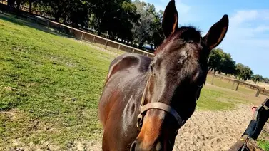 Potro medio hermano de Life is Good debuta esta semana en Estados Unidos Potro medio hermano de Life is Good debuta esta semana en Estados Unidos