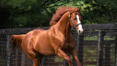 Hija de Justify gana su primera carrera con Junior Alvarado en este hipódromo Hija de Justify gana su primera carrera con Junior Alvarado en este hipódromo