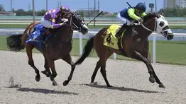 Aquí el Best Bet y los Tips para Gulfstream Park 21-06-2024