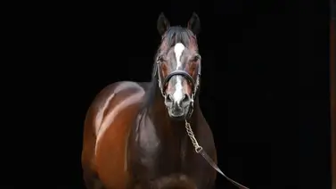 Muere el semental más importante de este Stud de Estados Unidos Muere el semental más importante de este Stud de Estados Unidos