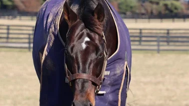 Hija de Into Mischief que costó $1.200.000 va contra hija de Twirling Candy de $925.000