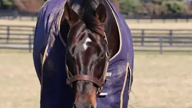 Hija de Into Mischief que costó $1.200.000 va contra hija de Twirling Candy de $925.000 Hija de Into Mischief que costó $1.200.000 va contra hija de Twirling Candy de $925.000