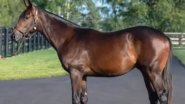 Nuevo semental arrasa con sus hijos dosañeros en Estados Unidos Nuevo semental arrasa con sus hijos dosañeros en Estados Unidos