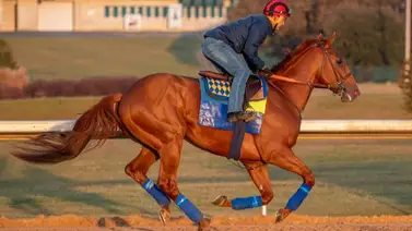 Bob Baffert va con dos potros el sábado por su octavo triunfo consecutivo en este stakes Bob Baffert va con dos potros el sábado por su octavo triunfo consecutivo en este stakes