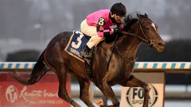 Caballo ganador clásico en arena va sobre grama por primera vez en este stakes Caballo ganador clásico en arena va sobre grama por primera vez en este stakes