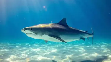 Nuevo ataque de tiburón en Hawaii deja un turista rumano herido Nuevo ataque de tiburón en Hawaii deja un turista rumano herido