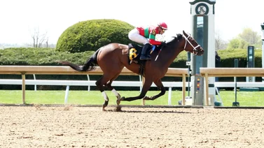 Eclipse winners Flavien Prat con 20 montas en Graded Stakes en la semana del Belmont