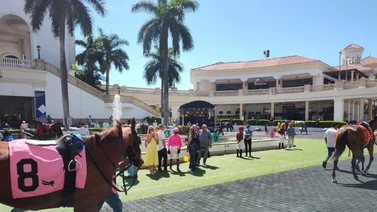 Datos de última hora incluye el Best Bet y los Picks para la jornada en Gulfstream Park 5-6-2025  