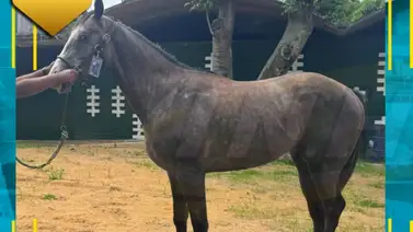 Llegaron nuevos ejemplares importados a La Rinconada Llegaron nuevos ejemplares importados a La Rinconada