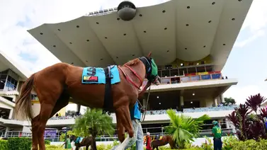 El hipismo venezolano a la expectativa: Un hijo de la leyenda Curlin debuta este domingo en La Rinconada El hipismo venezolano a la expectativa: Un hijo de la leyenda Curlin debuta este domingo en La Rinconada