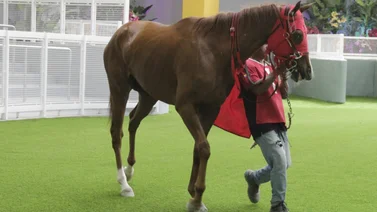 El linaje de Gun Runner llega a La Rinconada con un nuevo purasangre este domingo