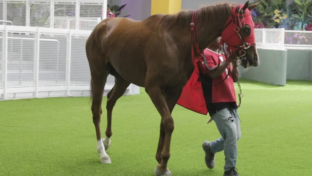 El linaje de Gun Runner llega a La Rinconada con un nuevo purasangre este domingo