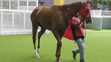 El linaje de Gun Runner llega a La Rinconada con un nuevo purasangre este domingo El linaje de Gun Runner llega a La Rinconada con un nuevo purasangre este domingo