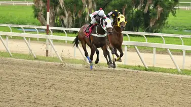 Hijo de Le Capanelle que fue muy jugado en su anterior regresa a la pista luego de 112 días sin correr Hijo de Le Capanelle que fue muy jugado en su anterior regresa a la pista luego de 112 días sin correr