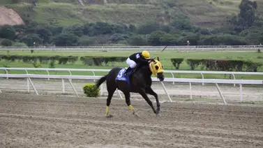 Fallece semental papá del último ganador del Clásico Internacional del Caribe Fallece semental papá del último ganador del Clásico Internacional del Caribe