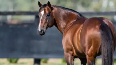 Semental que ha dado más de 20 ganadores de G1 es sacrificado a los 22 años Semental que ha dado más de 20 ganadores de G1 es sacrificado a los 22 años