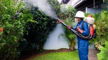 Fumigación gratuita en Chacao: Todo lo que necesitas saber