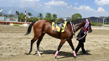 Ajuste de campeón: Este ejemplar se perfila como uno de los favoritos para ganar la Triple Corona Venezolana