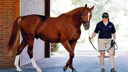 Debuta potra hija de Curlin y nieta de Into Mischief que costó $900,000