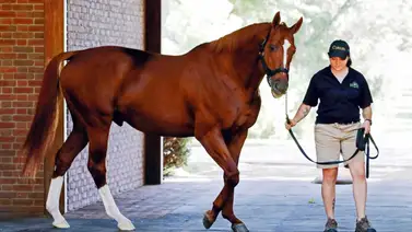 Debuta potra hija de Curlin y nieta de Into Mischief que costó $900,000 Debuta potra hija de Curlin y nieta de Into Mischief que costó $900,000