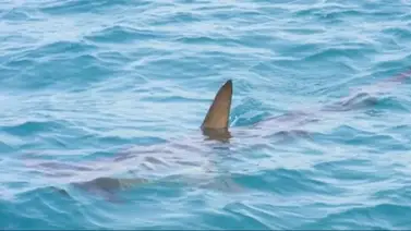 Niña de nueve años sufre ataque de tiburón en Florida Niña de nueve años sufre ataque de tiburón en Florida