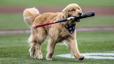 MLB: Este fue el refuerzo estrella de los Nacionales ante los Marlins (+Video) MLB: Este fue el refuerzo estrella de los Nacionales ante los Marlins (+Video)