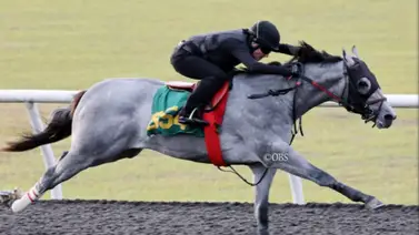 Hijo de Gun Runner que costó 3 millones de dólares en subasta tiene nombre Hijo de Gun Runner que costó 3 millones de dólares en subasta tiene nombre