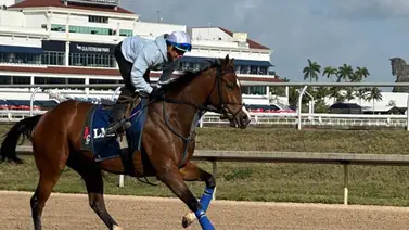 En cuarentena nueva caballeriza en Nueva York debido a otro estrangulamiento En cuarentena nueva caballeriza en Nueva York debido a otro estrangulamiento