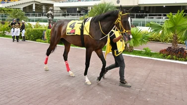 Legado de campeones: Otro nieto de American Pharoah irrumpe en La Rinconada