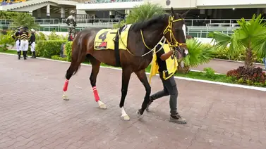 Legado de campeones: Otro nieto de American Pharoah irrumpe en La Rinconada Legado de campeones: Otro nieto de American Pharoah irrumpe en La Rinconada