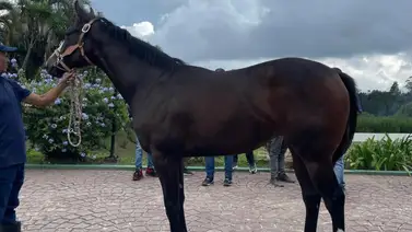 La nueva promesa de Jupiter Pluvius: Lista para su estreno y bien trabajada para este domingo en La Rinconada La nueva promesa de Jupiter Pluvius: Lista para su estreno y bien trabajada para este domingo en La Rinconada