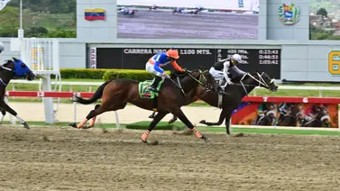 No pases por alto este dato clave: El ejemplar que impresionó con su ajuste el miércoles en La Rinconada y debes tener en cuenta No pases por alto este dato clave: El ejemplar que impresionó con su ajuste el miércoles en La Rinconada y debes tener en cuenta