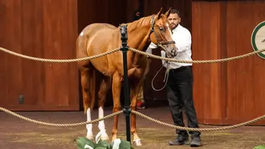 Récord en venta en junio por una hija de Curlin que costó esta increíble suma Récord en venta en junio por una hija de Curlin que costó esta increíble suma