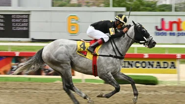 Apuesta con confianza: No dejes pasar la oportunidad de maximizar tus ganancias con este ajuste cómodo de la línea de Gaceta Hípica para el 5y6 de la R23