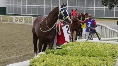 Noticia desde La Rinconada: Un nuevo retiro deja la quinta carrera no válida con solo siete participantes Noticia desde La Rinconada: Un nuevo retiro deja la quinta carrera no válida con solo siete participantes