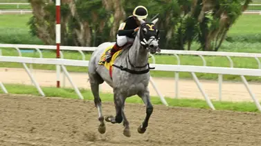 Que le ocurrió al importado Tapit's Tale en su presentación la tarde de ayer en La Rinconada Que le ocurrió al importado Tapit's Tale en su presentación la tarde de ayer en La Rinconada