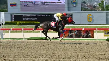 El camino a la triada: Eterna Amanda y su gran oportunidad ahora en el Prensa Hípica Nacional (GI) en La Rinconada El camino a la triada: Eterna Amanda y su gran oportunidad ahora en el Prensa Hípica Nacional (GI) en La Rinconada